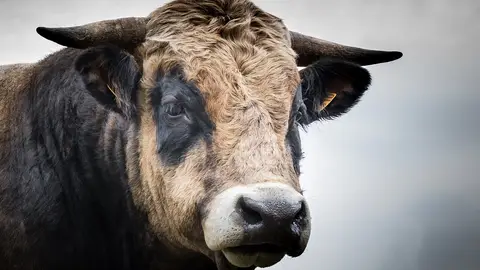 Imagen de un Toro Imagen de un Toro