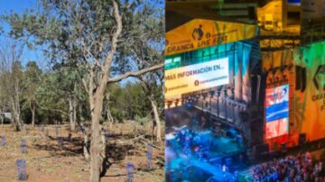 GranCa Live Forest: el bosque que crece gracias al festival.